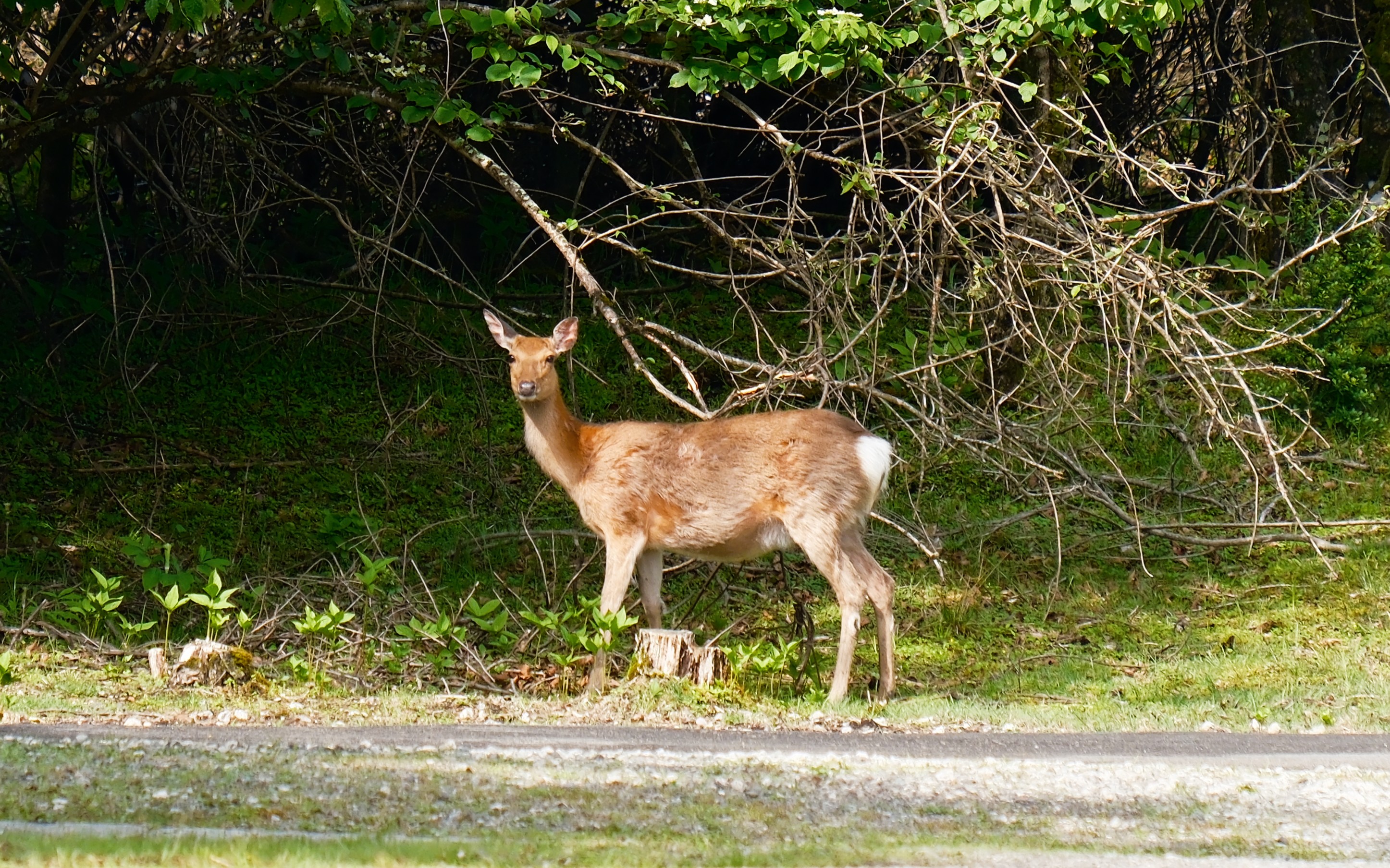 2日目の朝にはシカが出現!